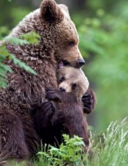  , bear hug - ,   