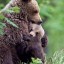 , bear hug  