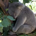 картинки спящая коала для телефона