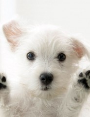 картинка Белый щенок с черным носиком - Милый белый щеночек ласково смотрит на вас по ту сторону экрана. Так и хочется его погладить., для мобильного телефона