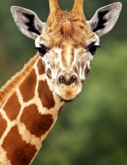   giraf - ,   