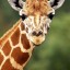  giraf  