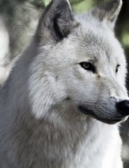 картинка белый волк крупным планом - , для мобильного телефона