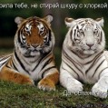 картинка для сотового телефона "Тигры"