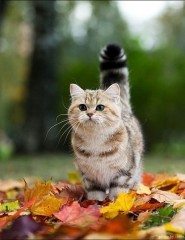 картинка Кот,осень - , для мобильного телефона
