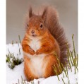 , red squirrel