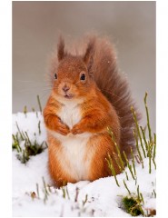 картинка белка, red squirrel - , для мобильного телефона