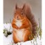 , red squirrel  