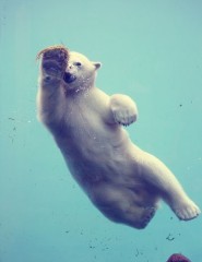 картинка плывущий белый медведь - , для мобильного телефона