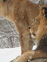 картинка львы зимой - , для мобильного телефона