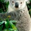 коала на телефон