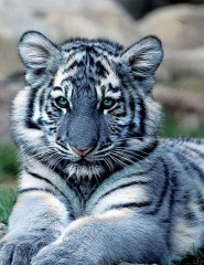  blue tiger,   - ,   