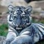 blue tiger, голубой тигр на телефон