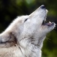 картинка для сотового телефона "Волк в тоске"