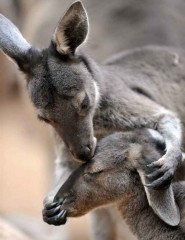картинка два трогательных кенгуру - , для мобильного телефона