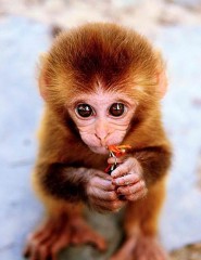  Baby Monkey,  - ,   