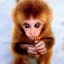 Baby Monkey,   