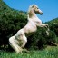 белая лошадь на телефон