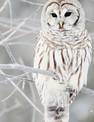   , Winter Owl - ,   