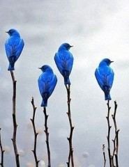 картинка синие птицы - , для мобильного телефона