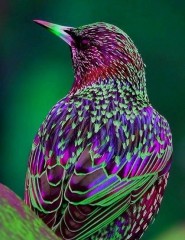  Beautiful bird,  - ,   