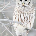  , Winter Owl