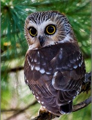  Owl,   - ,   