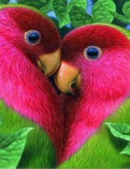  Love birds,  - ,   