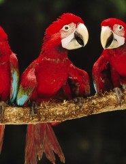 картинка попугайчики красные - , для мобильного телефона