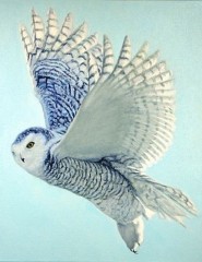  A Snowy Owl,    - ,   