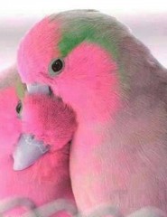  , love, birds - ,   