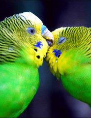 картинка попугайчики - зелененькие, для мобильного телефона