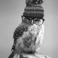 Hipster owl, -