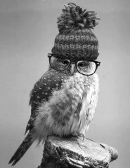  Hipster owl, - - ,   