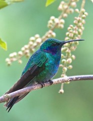  Hummingbird,  - ,   