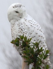   , white owl - ,   