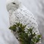  , white owl  