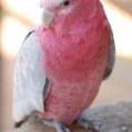 , Pink Parrot