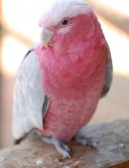  , Pink Parrot - ,   