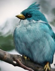 картинка голубая птица - -, для мобильного телефона