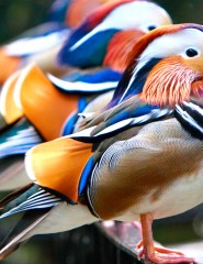 картинка Сказочные птички - Невероятно красивые и удивительные птицы, несомненно радующие взор буйством ярких красок., для мобильного телефона
