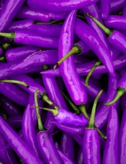  , Purple Peppers - ,   