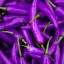 , Purple Peppers  
