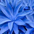 растение синего цвета