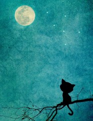  Little kitty, the moon,  - ,   