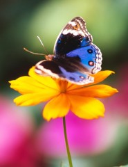 картинка красота на цветке - красивая яркая бабочка на чудесном желтом цветке среди моря красок, для мобильного телефона