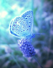 картинка бабочка голубая - , для мобильного телефона
