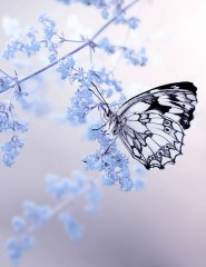   butterfly - ,   