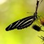 черная бабочка на цветке на телефон