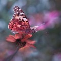 розовая бабочка, pink